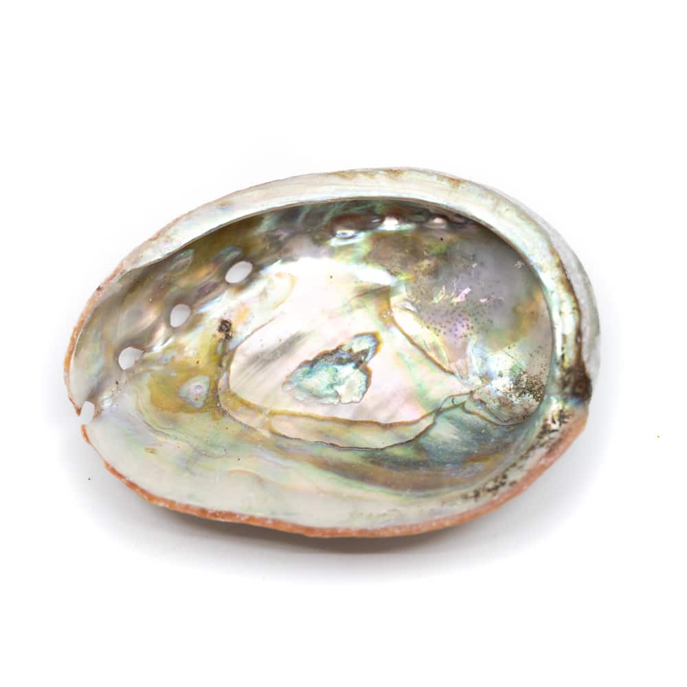 Abalone Snäckskal - liten - 50 till 70 mm